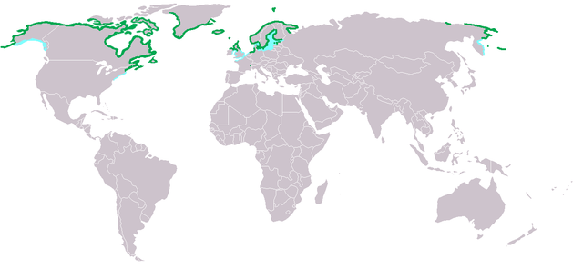 File:Somateria mollissima dis.png