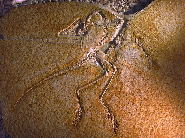 File:Archaeopteryx lithographica (Eichst&auml;tter Specimen).jpg
