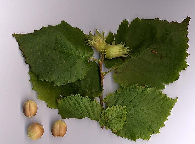File:Corylus avellana.jpg
