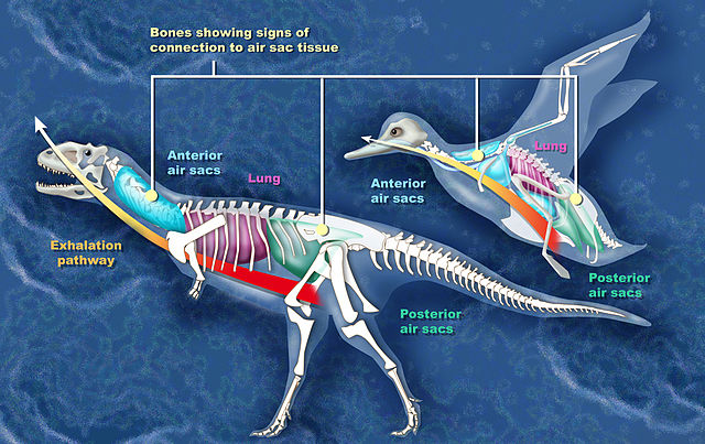 File:Dino bird h.jpg
