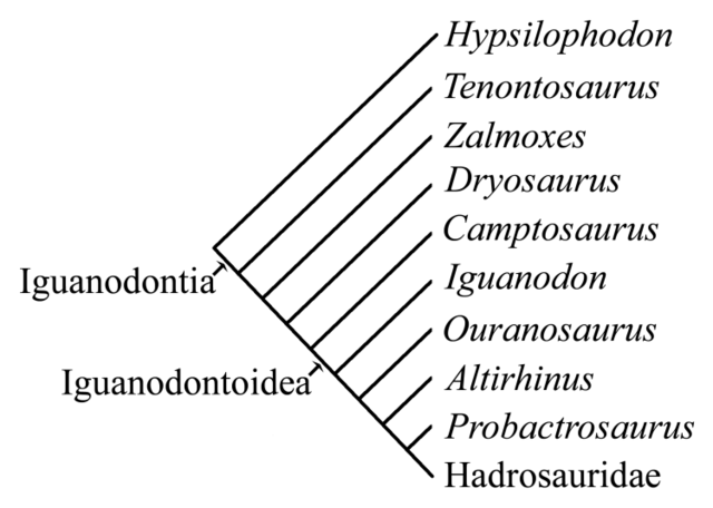 File:Iguanodontia2.png