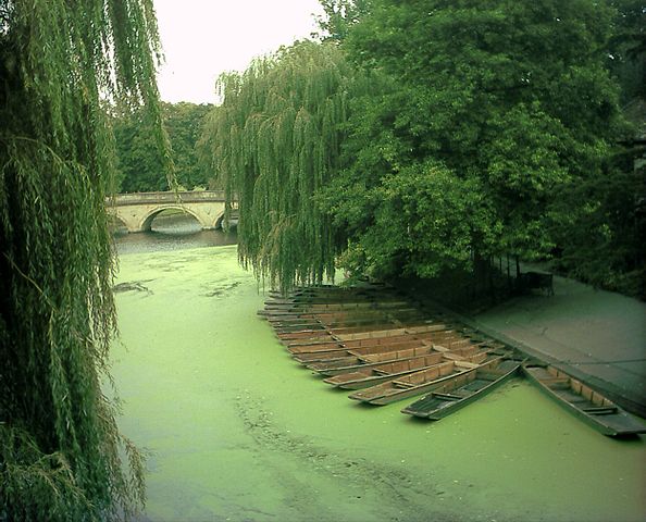 File:River Cam green.JPG