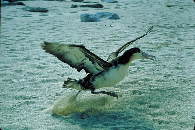 File:Phoebastria albatrus1.jpg