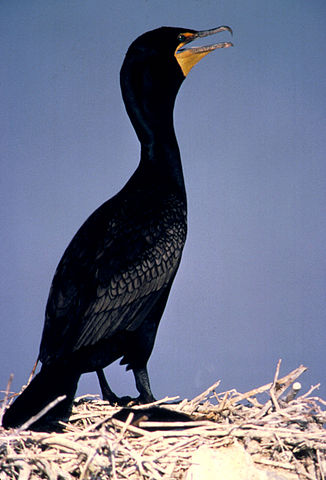 File:Doublecrestcorm14.jpg