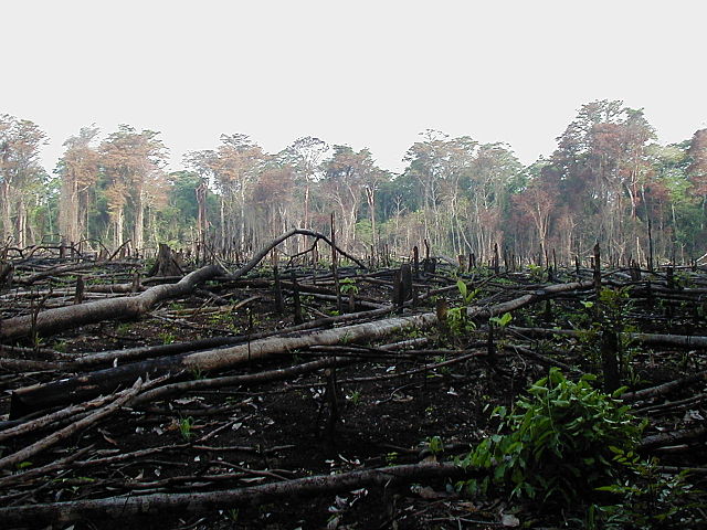File:Lacanja burn.JPG