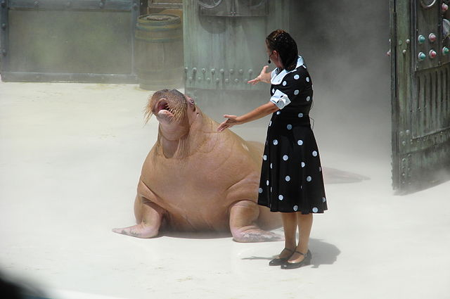 File:Seaworld-SanAntonio-5266.jpg