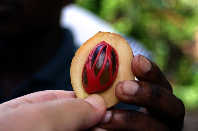 File:Nutmeg Zanz41.JPG