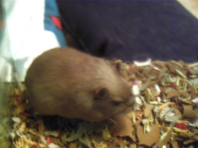 File:Burmese colored gerbil.jpg