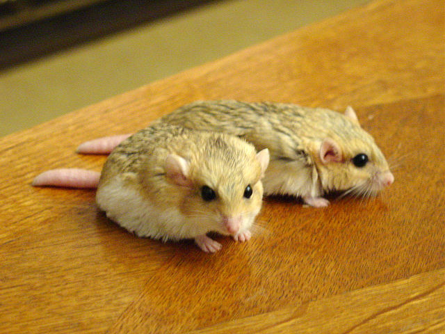 File:Pachyuromys-duprasi PeterMaas.jpg