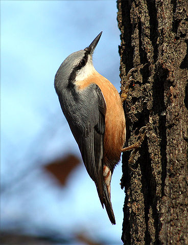 File:Sitta europaea wildlife 2 1.jpg