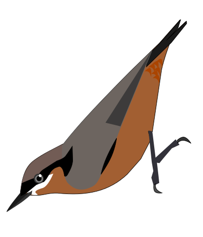 File:SittaCastanea.svg