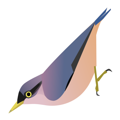 File:SittaOenochlamys.svg