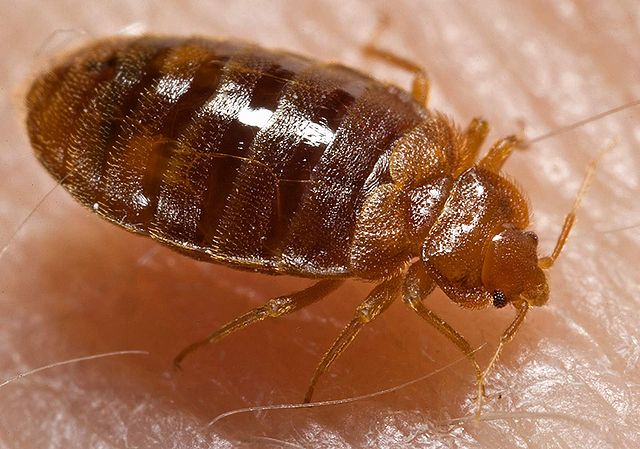 File:Bed bug, Cimex lectularius.jpg