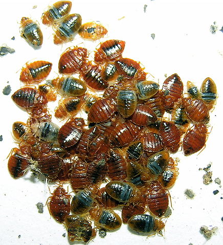 File:Cimex lectularius2.jpg