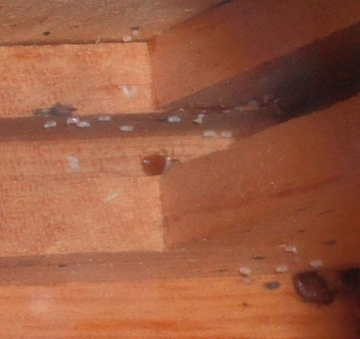 File:Bedbugs1.jpg