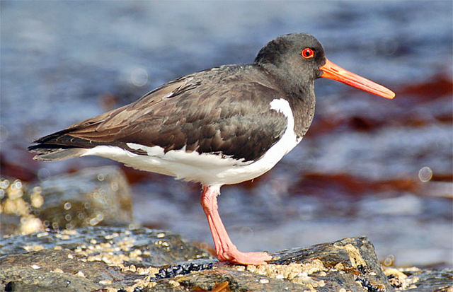 File:Austernfischer01.jpg
