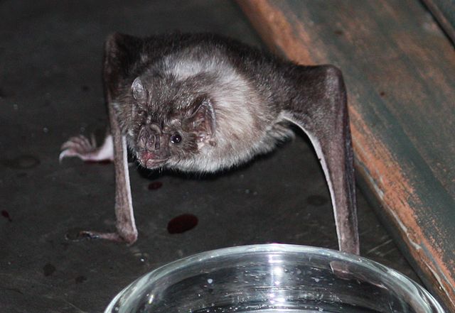 File:Vampire Bat 12.jpg