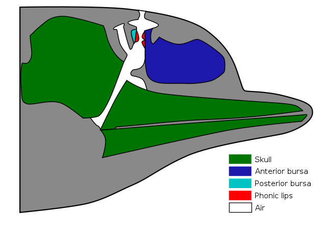 File:Delphinschaedel.svg