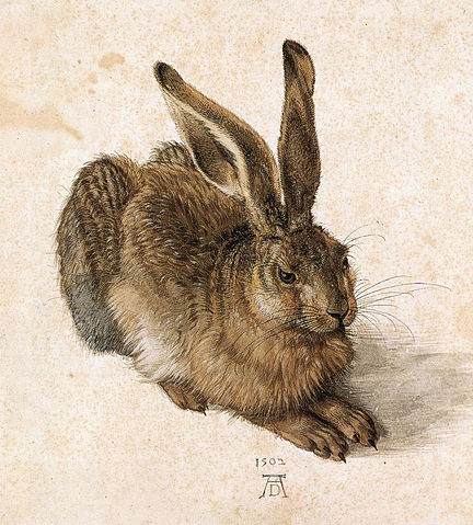 File:Durer Young Hare.jpg