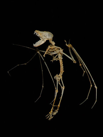 File:Myotis-myotis-skeleton.jpg