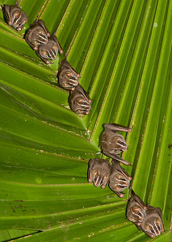 File:Great Fruit-eating Bat (Artibeus lituratus).jpg