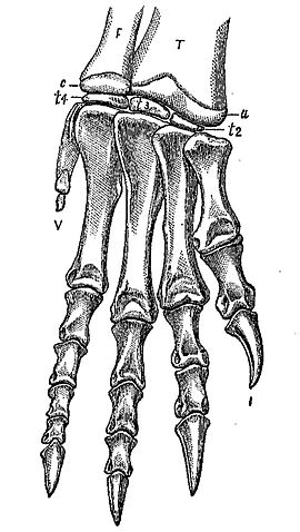 File:Ammosaurus major.jpg