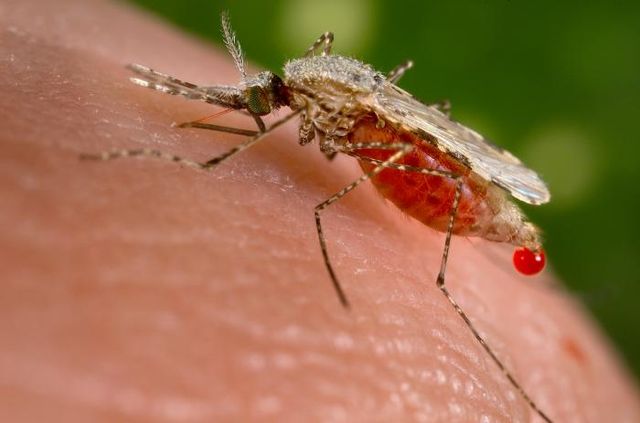 File:Anopheles stephensi.jpeg