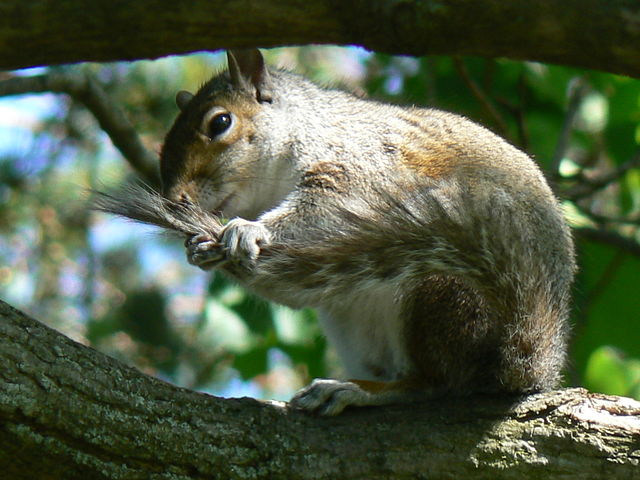 File:CleaningGray.JPG