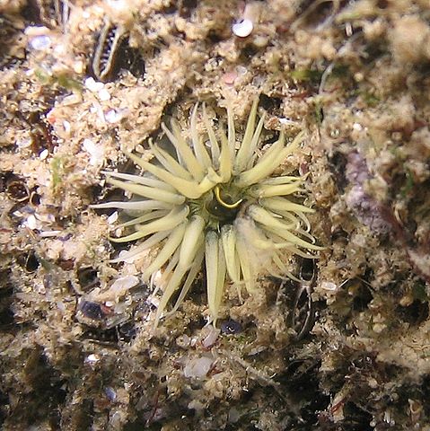 File:Black sea fauna actinia 02.JPG
