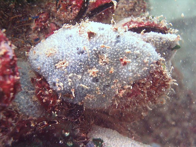 File:Black sea fauna blue sponge.jpg