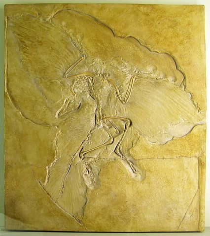 File:Naturkundemuseum Berlin - Archaeopteryx - Eichst&auml;tt.jpg