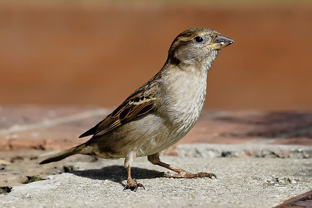 File:House sparrow04.jpg