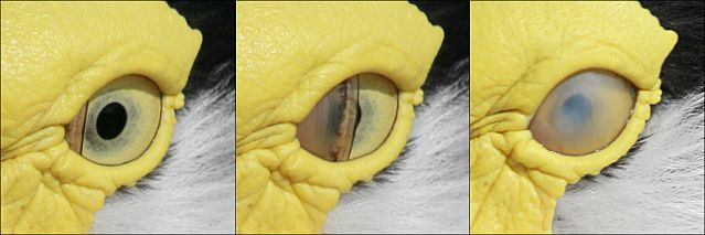 File:Bird blink-edit.jpg