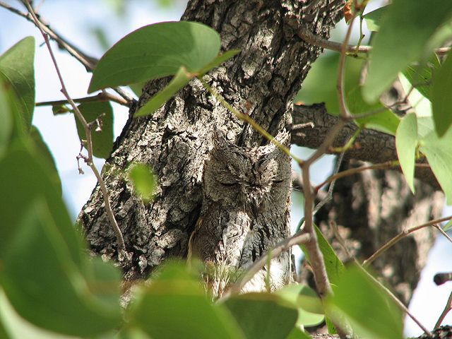 File:African Scops owl.jpg
