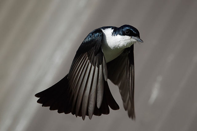 File:Restless flycatcher04.jpg