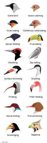 File:BirdBeaksA.svg