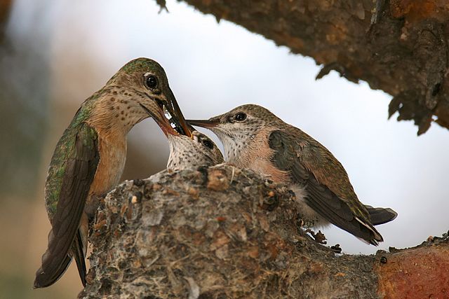 File:Calliope-nest edit.jpg