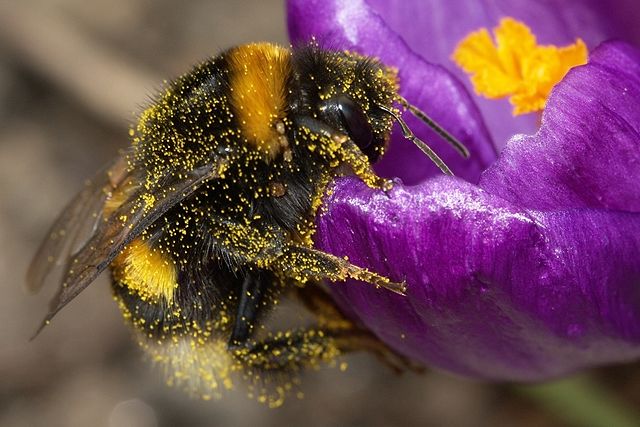 File:Bumblebee-2009-04-19-01.jpg