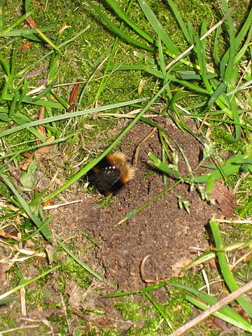 File:Bumble bee nest hole.JPG