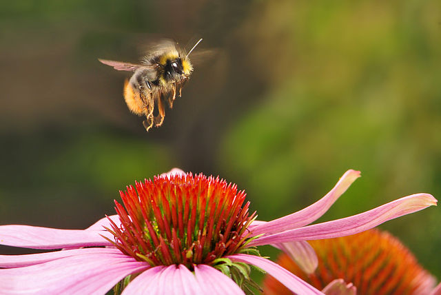 File:AD2009Aug08 Bombus pratorum.jpg