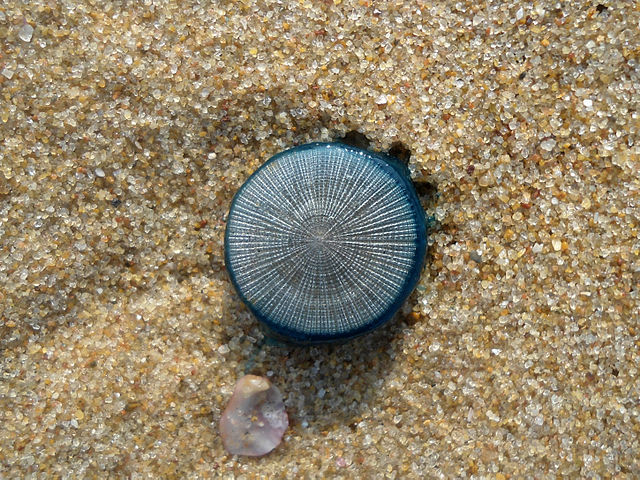 File:(Porpita porpita) Blue button in Bay of Bengal 03.JPG