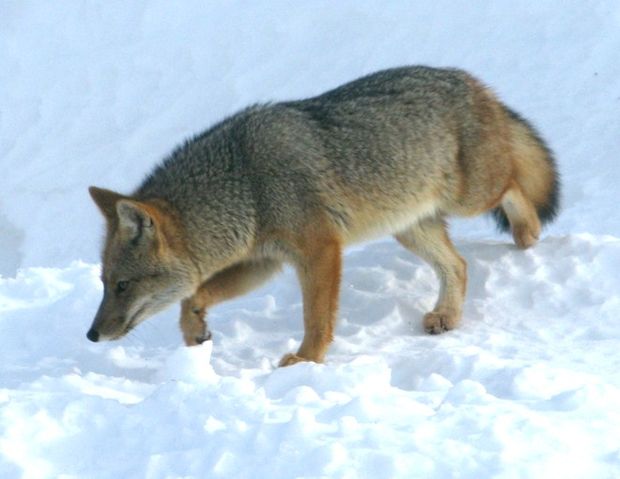 File:Lycalopex culpaeus lycoides in Ushuaia, Argentina..jpg