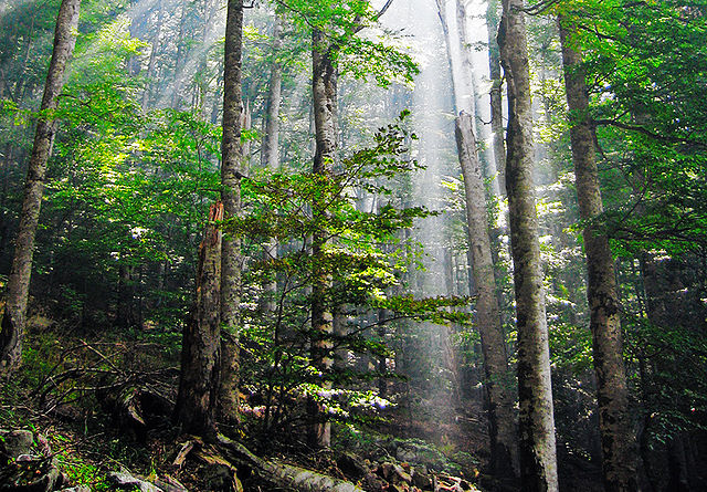 File:Biogradska suma.jpg