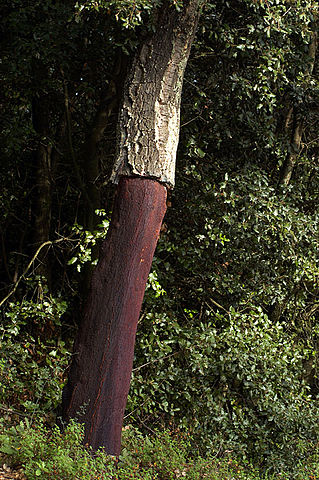 File:CorkOakStripped.jpg