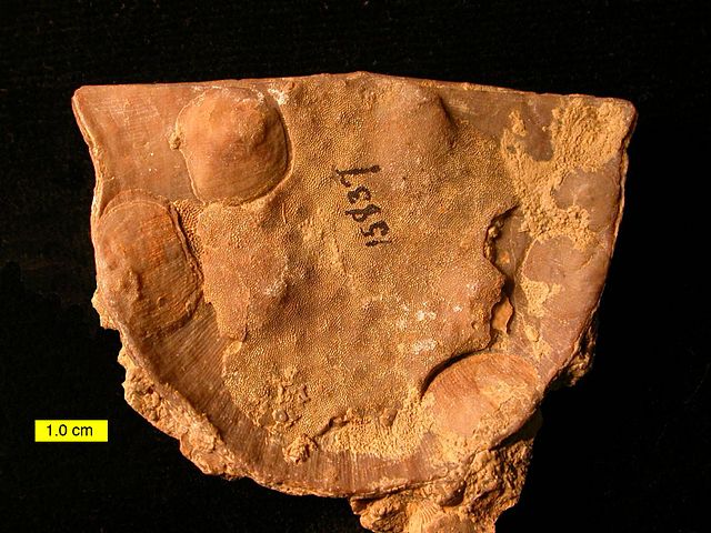 File:EncrustedStroph.JPG