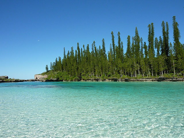 File:0 Araucaria columnaris New Caledonia.jpg