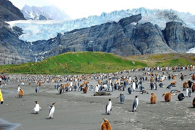 File:South Georgia Photo by Sascha Grabow.jpg
