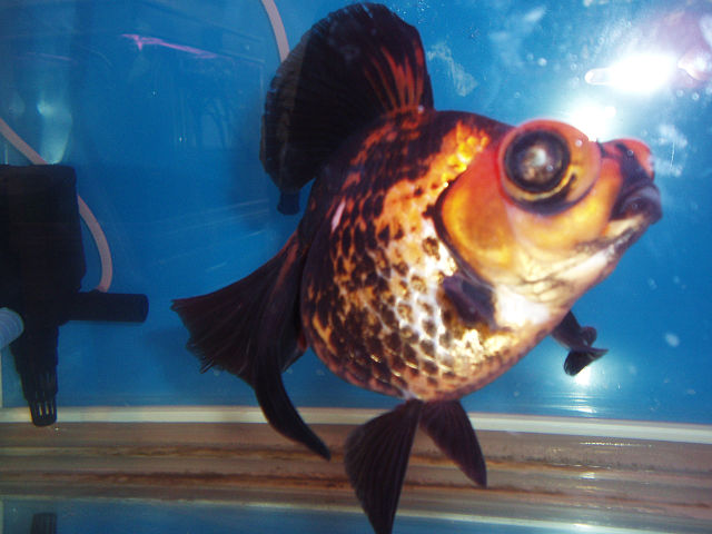 File:GoldfishDroganeys.jpg
