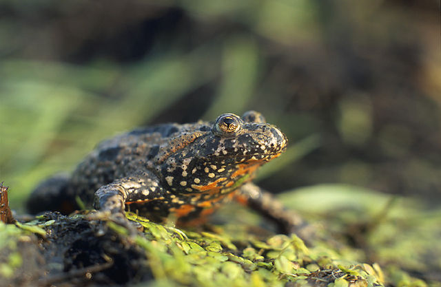 File:Bombina bombina 1 (Marek Szczepanek).jpg