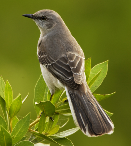 File:Mimus polyglottus1 cropped.png